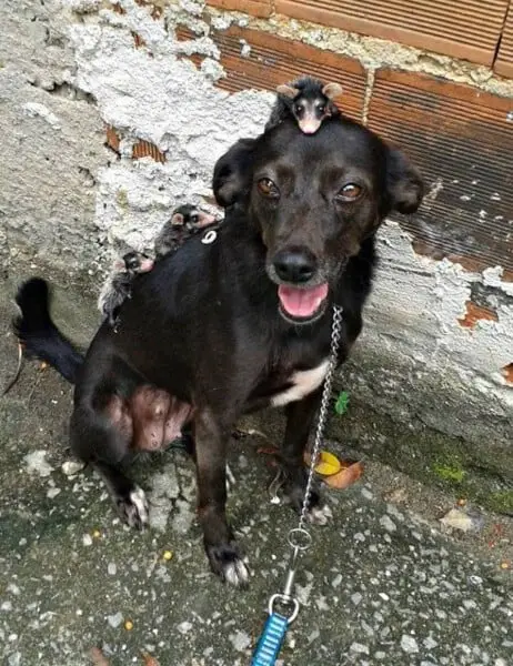 Cachorra se torna mãe adotiva de 7 gambás órfãos Cachorra se torna mãe adotiva de 7 gambás orfãos