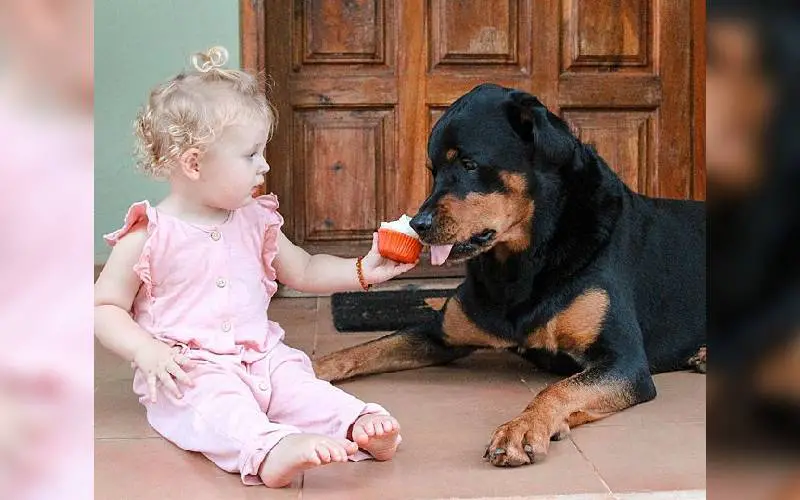 Cachorro aprende a cantar com sua irmãzinha humana e fazem sucesso na internet