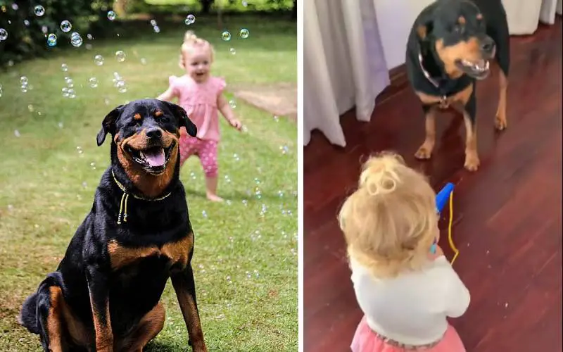 Cachorro aprende a cantar com sua irmãzinha humana e fazem sucesso na internet