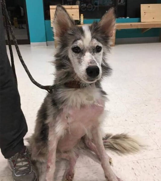 Cachorra abandonada tem surpreende transformação após seu resgate