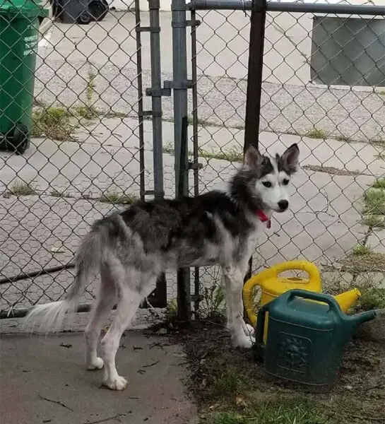 Cachorra abandonada tem surpreende transformação após seu resgate