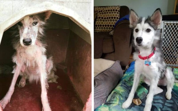 Cachorra abandonada tem surpreende transformação após seu resgate