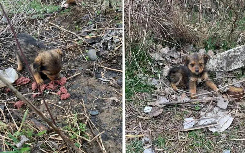 Cachorrinha usava sapato velho como abrigo até ser resgatada e ganhar um lar cachorrinha-usava-sapato-velho-como-abrigo