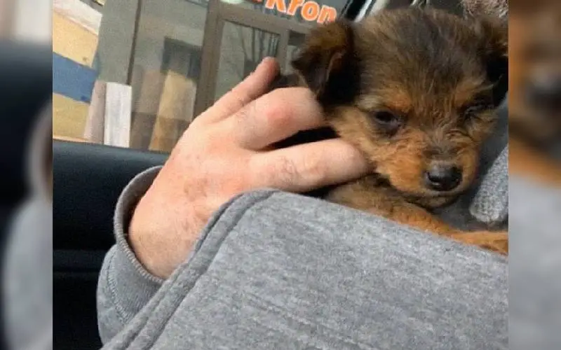 Cachorrinha usava sapato velho como abrigo até ser resgatada e ganhar um lar cachorrinha-usava-sapato-velho-como-abrigo