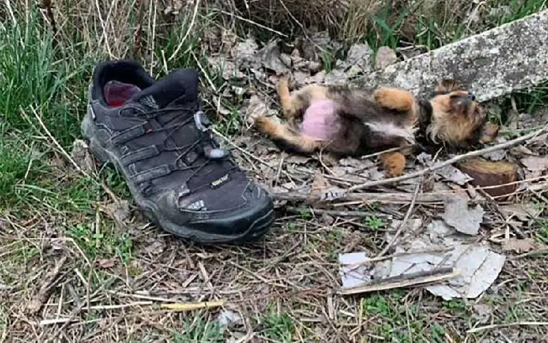 Cachorrinha usava sapato velho como abrigo até ser resgatada e ganhar um lar cachorrinha-usava-sapato-velho-como-abrigo