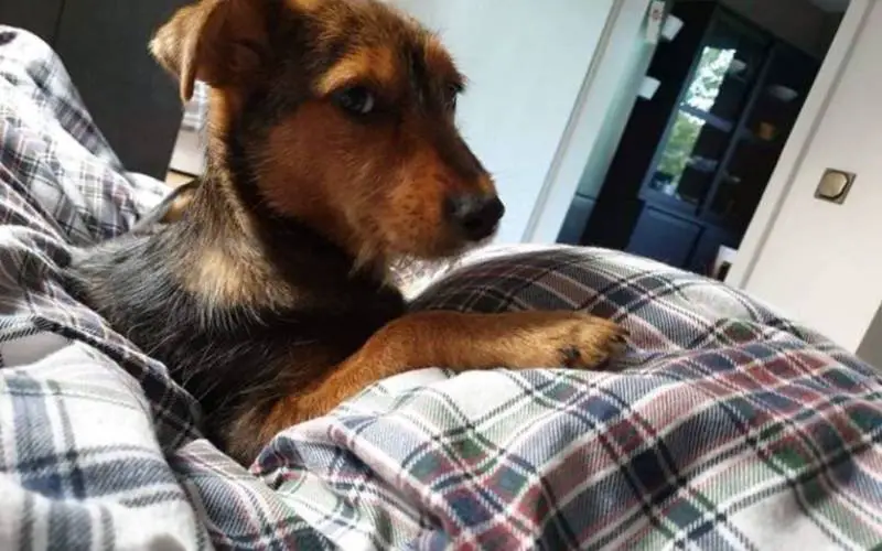 Cachorrinha usava sapato velho como abrigo até ser resgatada e ganhar um lar cachorrinha-usava-sapato-velho-como-abrigo