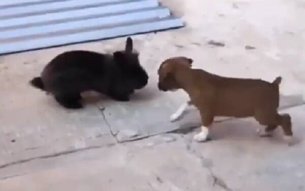 Cachorrinho imitando coelho é a coisa mais fofa na Internet hoje [VÍDEO]