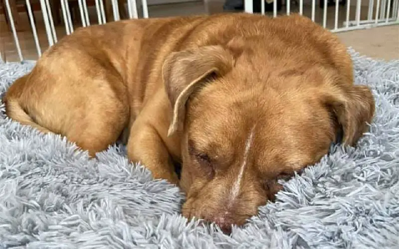 Cachorrinho cego é resgatado e não consegue acreditar que tem uma cama só para ele