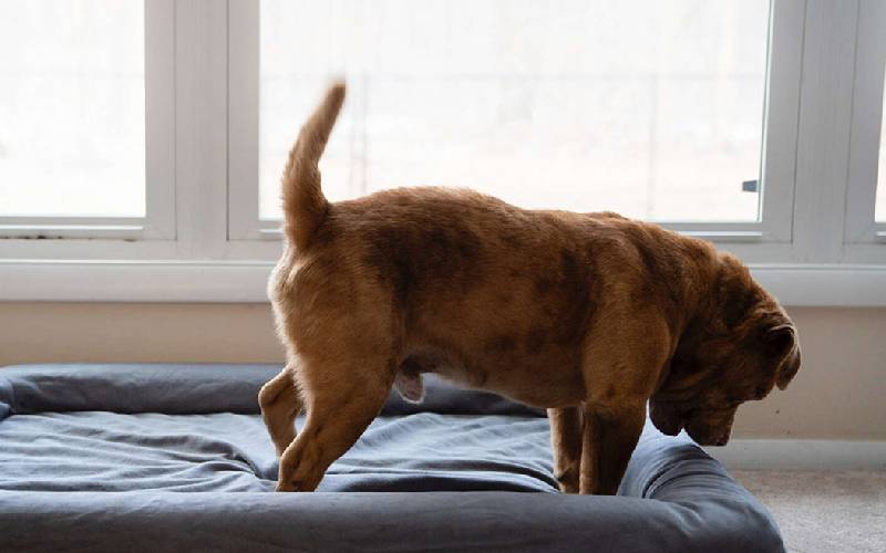 Cachorrinho cego é resgatado e não consegue acreditar que tem uma cama só para ele