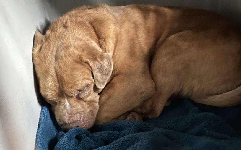 Cachorrinho cego é resgatado e não consegue acreditar que tem uma cama só para ele Cachorrinho cego é resgatado e não consegue acreditar que tem uma cama só para ele