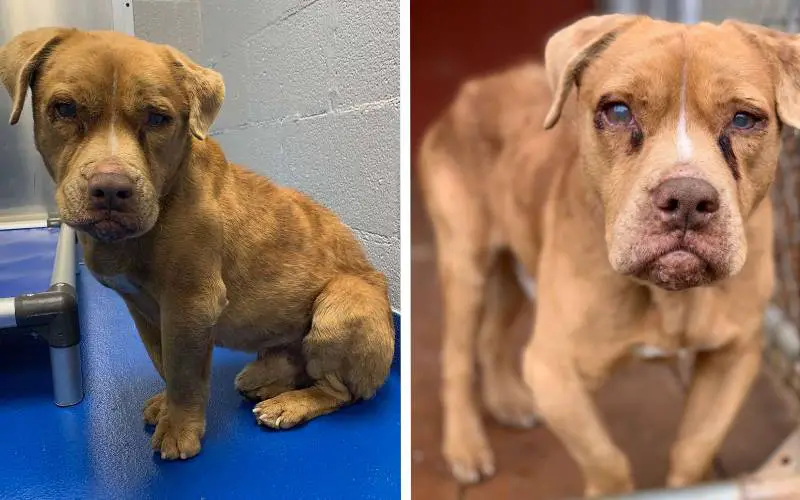 Cachorrinho cego é resgatado e não consegue acreditar que tem uma cama só para ele Cachorrinho cego é resgatado e não consegue acreditar que tem uma cama só para ele