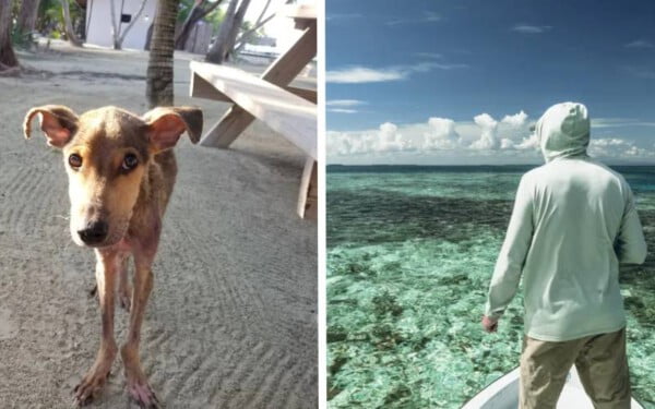 Cachorro abandonado em ilha é adotado por fotógrafo que o salvou