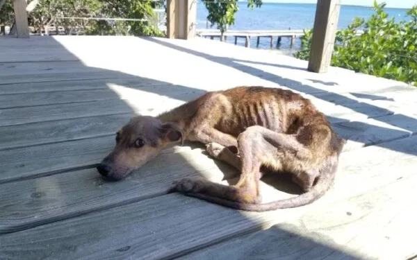 Cachorro abandonado em ilha é adotado por fotógrafo que o salvou