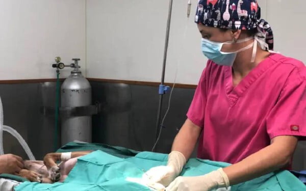 Cachorro abandonado em ilha é adotado por fotógrafo que o salvou Cachorro abandonado em ilha é adotado por fotógrafo que o salvou