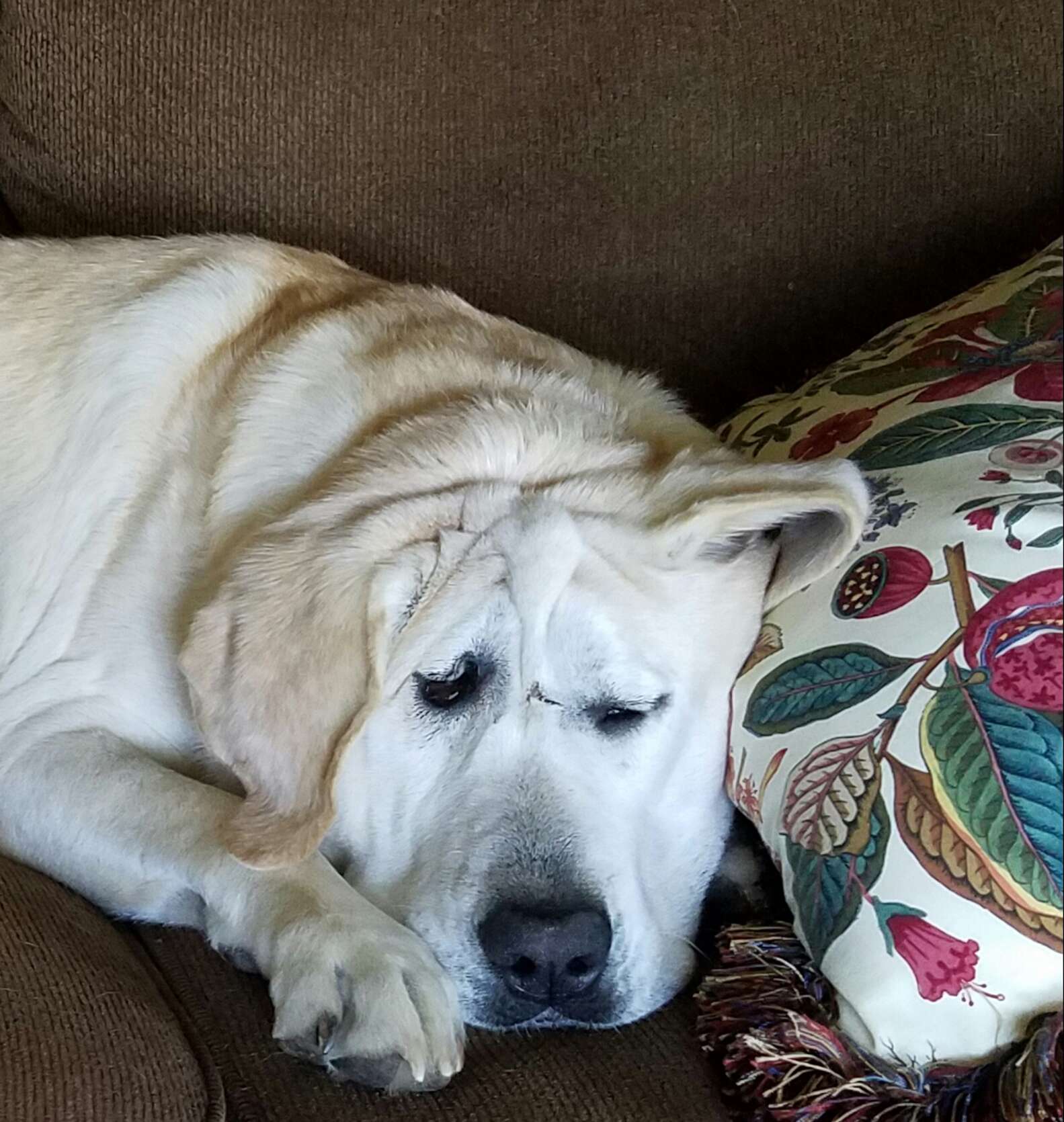 Cachorro abandonado duas vezes por causa da fisionomia encontra uma mãe que o acha lindo Cachorro abandonado duas vezes por causa da fisionomia encontra uma mãe que o acha lindo