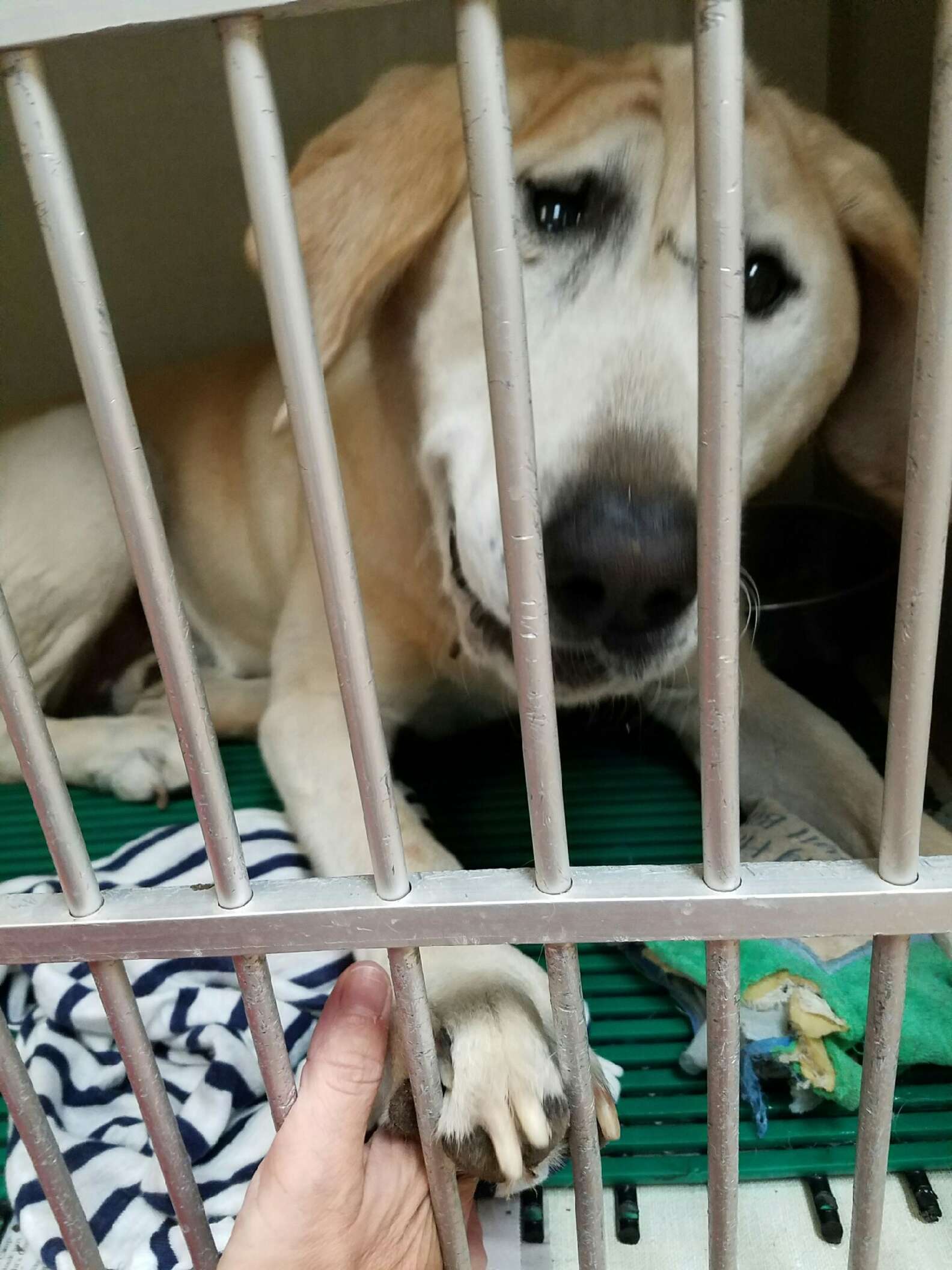 Cachorro abandonado duas vezes por causa da fisionomia encontra uma mãe que o acha lindo