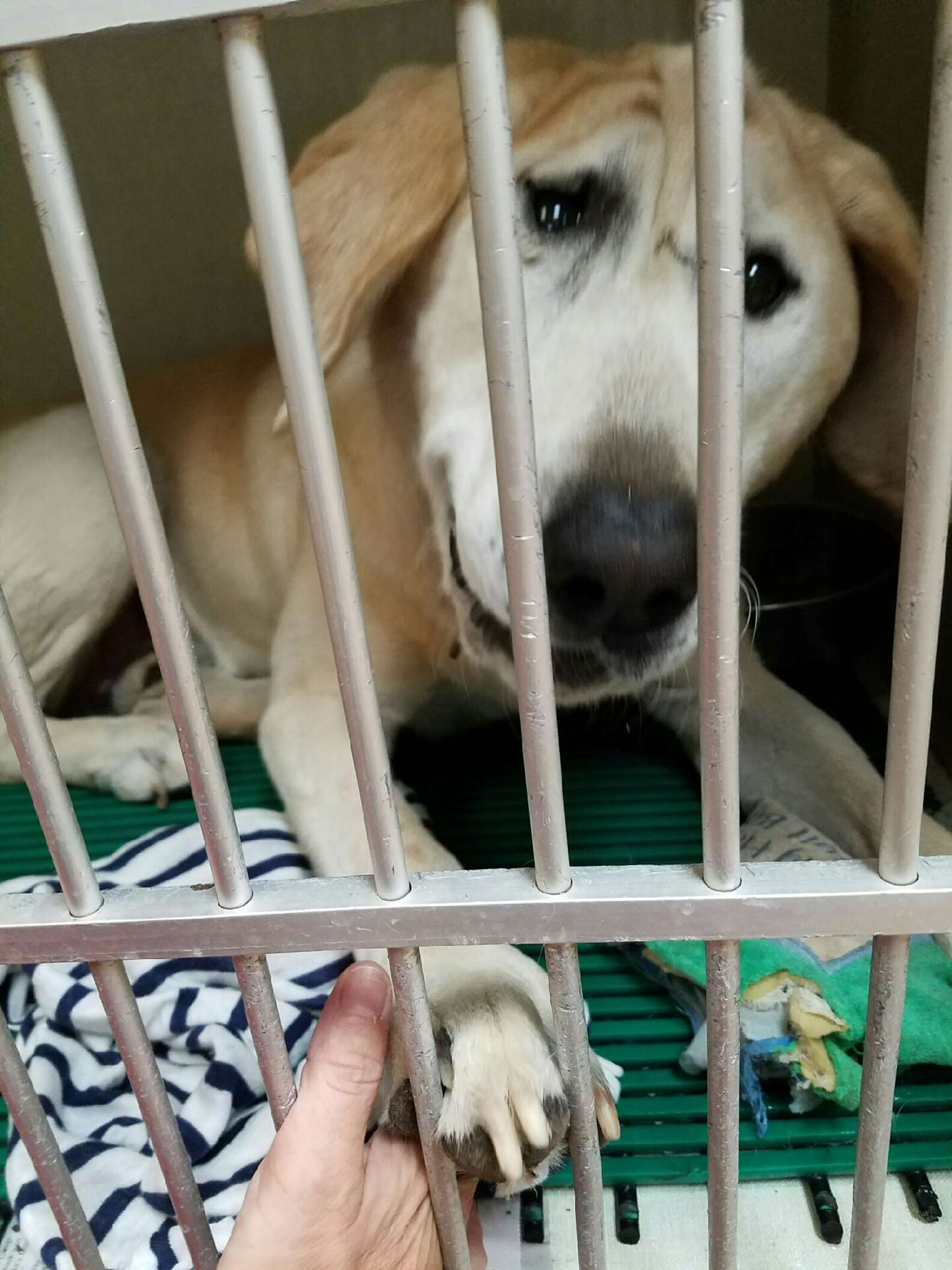 Cachorro abandonado duas vezes por causa da fisionomia encontra uma mãe que o acha lindo Cachorro abandonado duas vezes por causa da fisionomia encontra uma mãe que o acha lindo