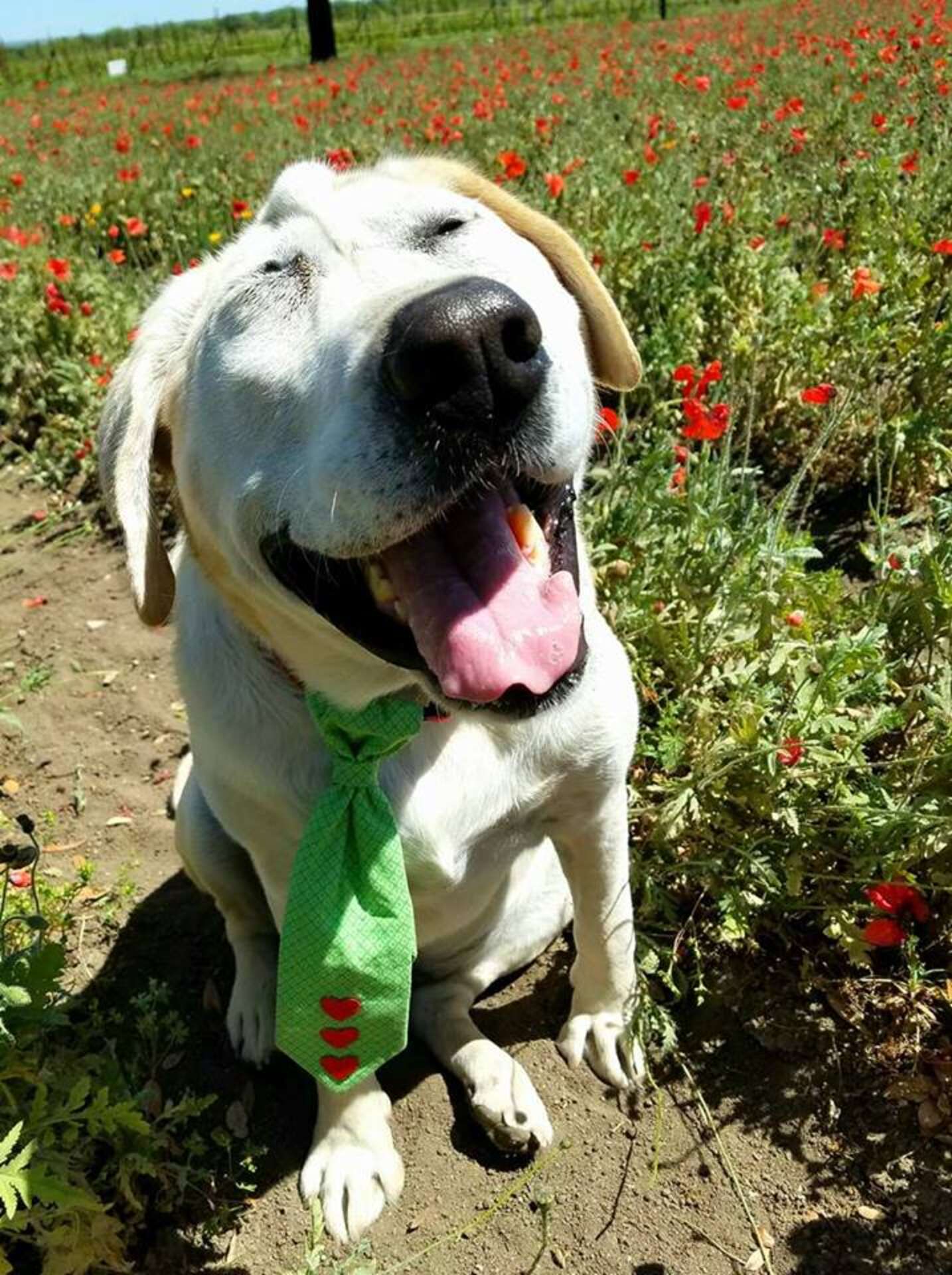 Cachorro abandonado duas vezes por causa da fisionomia encontra uma mãe que o acha lindo Cachorro abandonado duas vezes por causa da fisionomia encontra uma mãe que o acha lindo