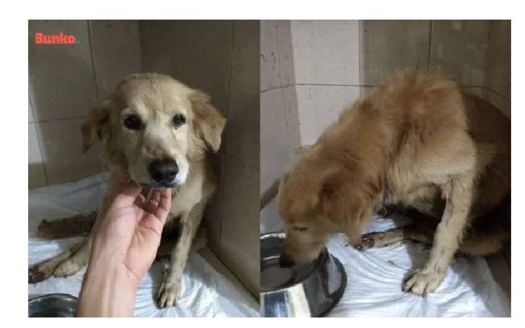 Cachorro foi encontrado rastejando abandonado na rua, até ser resgatado... cachorro-abandonado-por-problemas-de-mobilidade