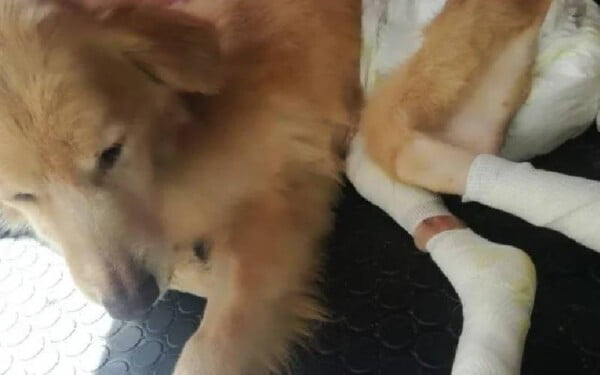 Cachorro foi encontrado rastejando abandonado na rua, até ser resgatado... cachorro-abandonado-por-problemas-de-mobilidade