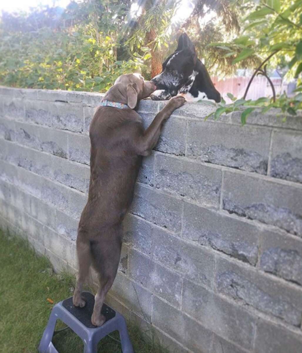 Cachorro ganha banquinho para 'fofocar' com os cães vizinhos