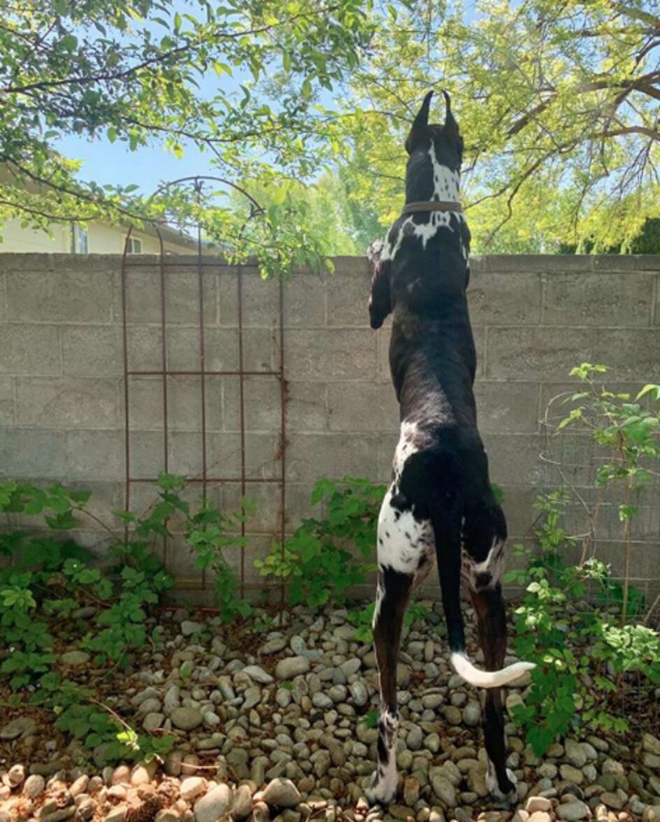 Cachorro ganha banquinho para 'fofocar' com os cães vizinhos