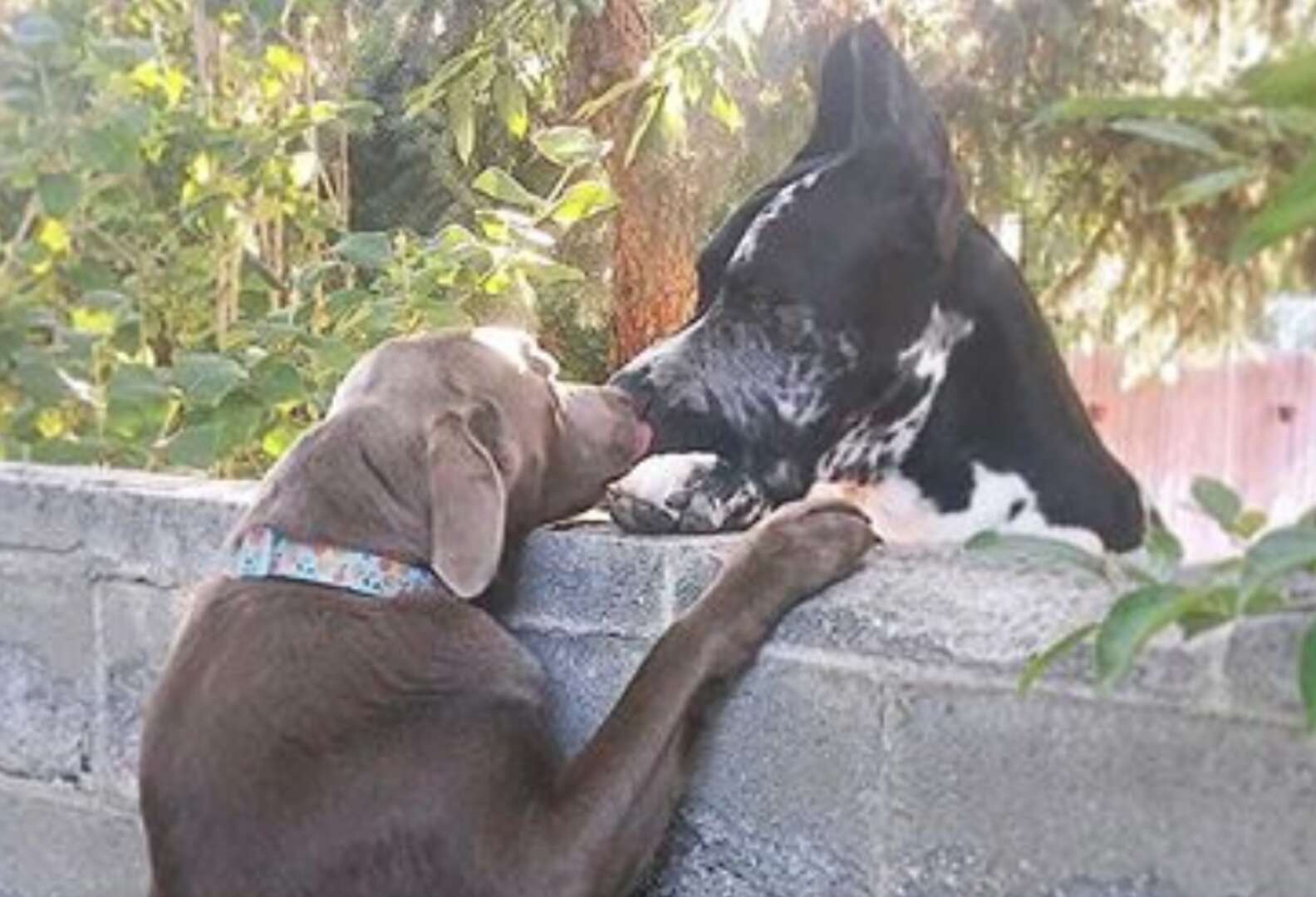 Cachorro ganha banquinho para 'fofocar' com os cães vizinhos