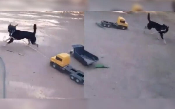 Cachorrinho brincando com caminhão encanta e viraliza na internet Cachorrinho brincando com caminhão encanta e viraliza na internet