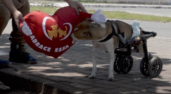 Campanha vai comprar fraldas para cachorrinho cadeirante Campanha vai comprar fraldas para cachorrinho cadeirante