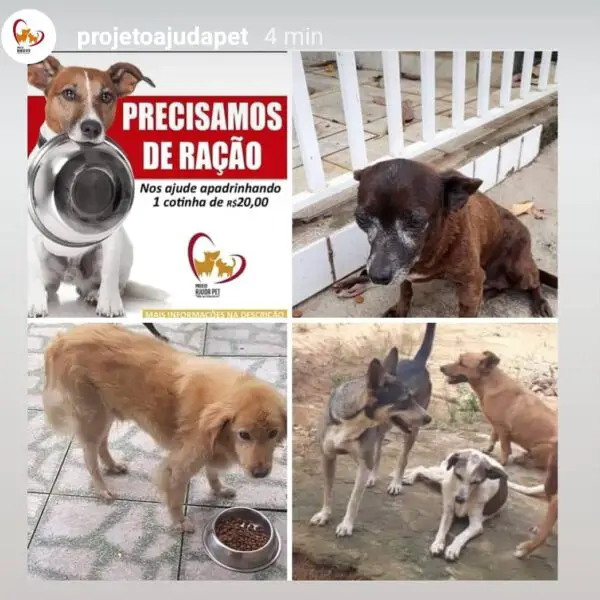 Campanha vai comprar fraldas para cachorrinho cadeirante Campanha vai comprar fraldas para cachorrinho cadeirante