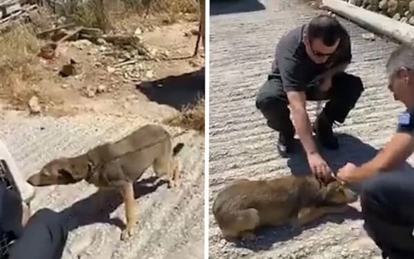 Cadela só andava em círculos por viver acorrentada, até seu resgate Esta cadela só andava em círculos: descubra por quê