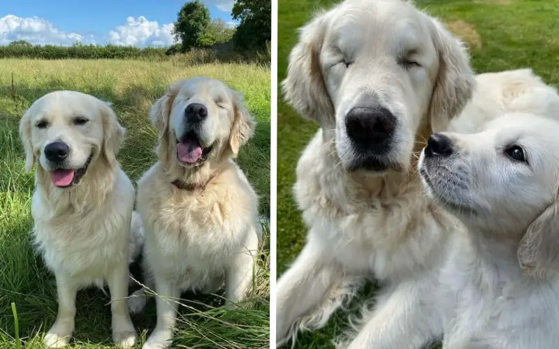 Golden retriever cego tem o seu próprio cão-guia, um filhote da mesma raça Golden retriever cego tem o seu próprio cão-guia, um filhote da mesma raça