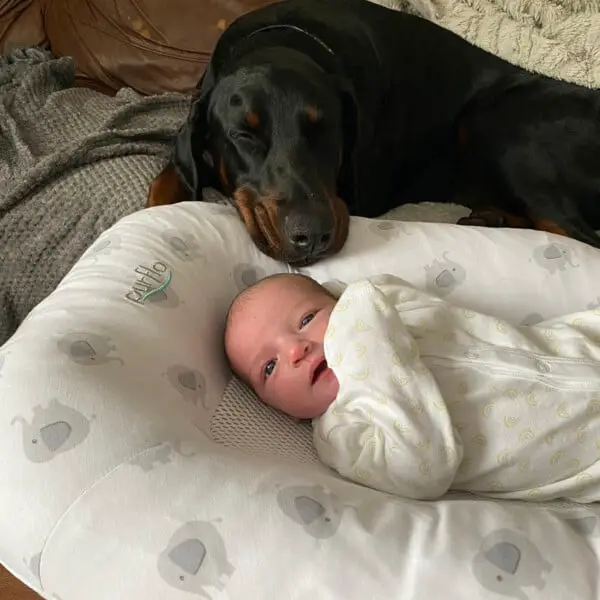 Cachorro conforta bebê com o seu brinquedo favorito