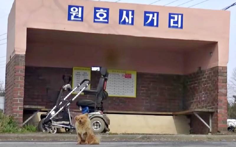 Cachorro espera todos os dias idosa que resgatou e salvou sua vida cachorro-coreano-espera-a-dona-todos-os-dias