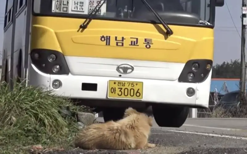 Cachorro espera todos os dias idosa que resgatou e salvou sua vida cachorro-coreano-espera-a-dona-todos-os-dias