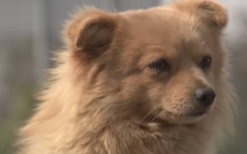 Cachorro espera todos os dias idosa que resgatou e salvou sua vida cachorro-coreano-espera-a-dona-todos-os-dias