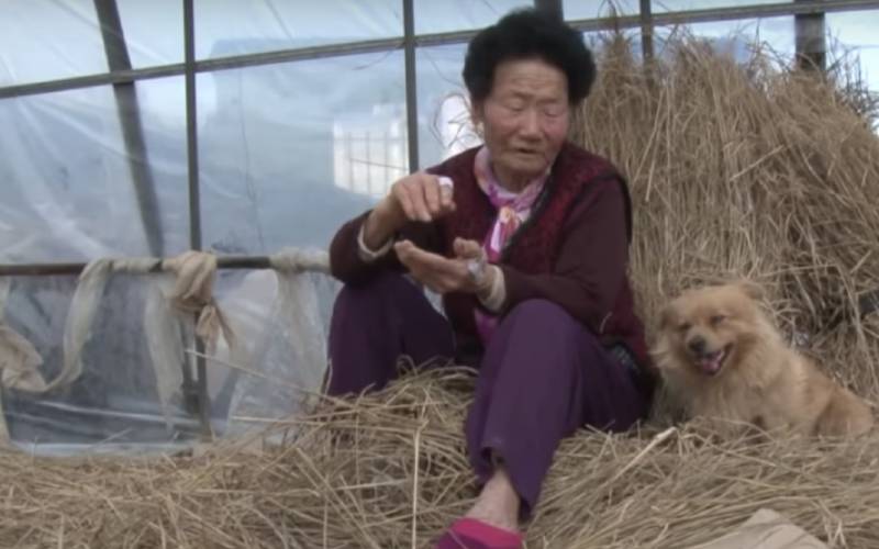 Cachorro espera todos os dias idosa que resgatou e salvou sua vida cachorro-coreano-espera-a-dona-todos-os-dias