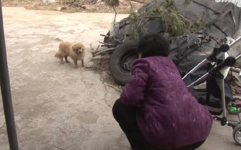 Cachorro espera todos os dias idosa que resgatou e salvou sua vida cachorro-coreano-espera-a-dona-todos-os-dias