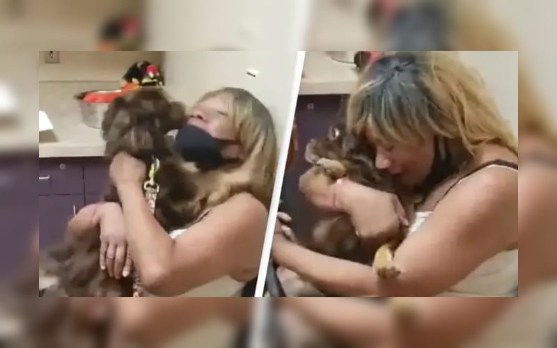 Cachorro desaparecido há 2 anos é reencontrado depois de ser visto na TV Cachorro desaparecido há 2 anos é reencontrado depois de ser visto na TV