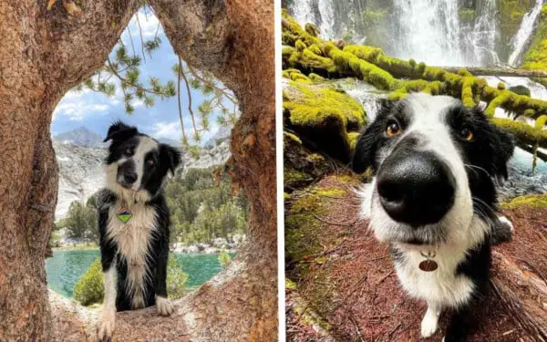 Cachorro descobre esconderijo aconchegante em uma árvore e decide entrar ali Cachorro descobre esconderijo aconchegante em uma árvore e decide entrar ali