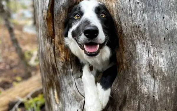 Cachorro descobre esconderijo aconchegante em uma árvore e decide entrar ali Cachorro descobre esconderijo aconchegante em uma árvore e decide entrar ali