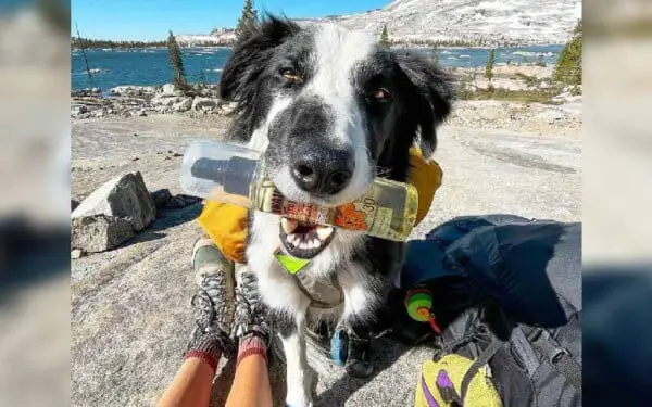 Cachorro descobre esconderijo aconchegante em uma árvore e decide entrar ali Cachorro descobre esconderijo aconchegante em uma árvore e decide entrar ali
