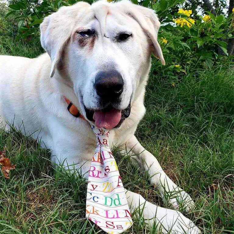 Cachorro abandonado duas vezes por causa da fisionomia encontra uma mãe que o acha lindo Cachorro abandonado duas vezes por causa da fisionomia encontra uma mãe que o acha lindo