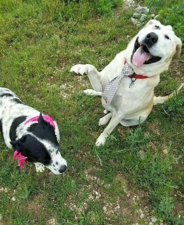Cachorro abandonado duas vezes por causa da fisionomia encontra uma mãe que o acha lindo Cachorro abandonado duas vezes por causa da fisionomia encontra uma mãe que o acha lindo