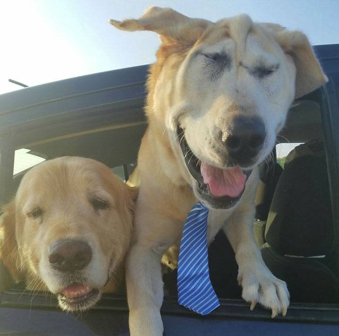 Cachorro abandonado duas vezes por causa da fisionomia encontra uma mãe que o acha lindo Cachorro abandonado duas vezes por causa da fisionomia encontra uma mãe que o acha lindo
