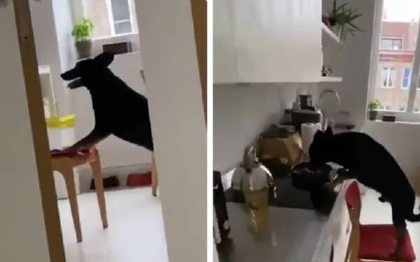 Cachorro esperto é flagrado roubando comida e viraliza na internet cachorro-e-flagrado-roubando-comida