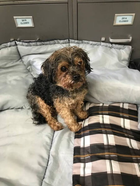 Cachorro é reencontrado sete anos depois, a milhares de quilômetros cachorro-e-reencontrado-sete-anos-depois-a-quilometros