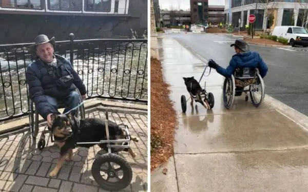 Cachorrinho em cadeiras de rodas encontra seu companheiro perfeito Cachorrinho em cadeiras de rodas encontra seu companheiro perfeito