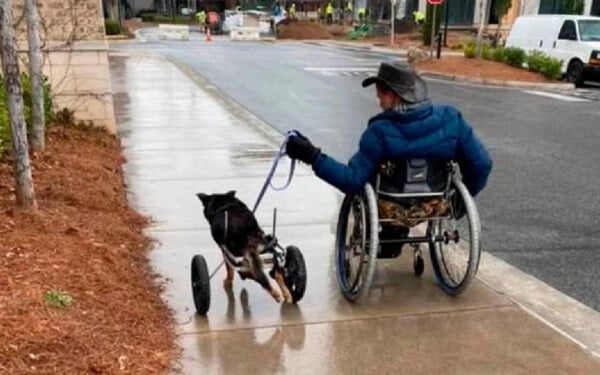 Cachorrinho em cadeiras de rodas encontra seu companheiro perfeito