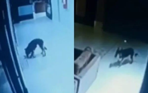 Cachorra aprende a usar o elevador para fugir e passear Cachorra aprende a usar o elevador para fugir e passear